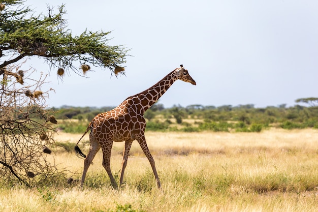 Girafa atravessar a savana entre as plantas