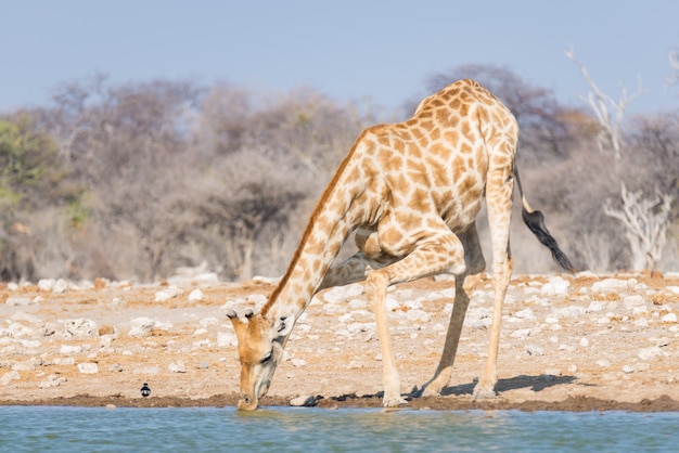 Girafa beber do poço. Safari da vida selvagem no Parque Nacional Etosha, famoso destino de viagem na Namíbia