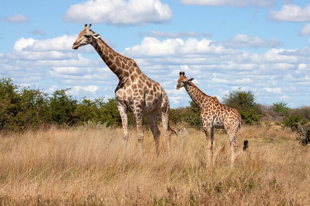 Girafa Botswana África