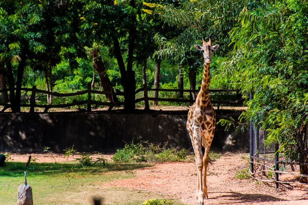 Girafa caminhando no chão