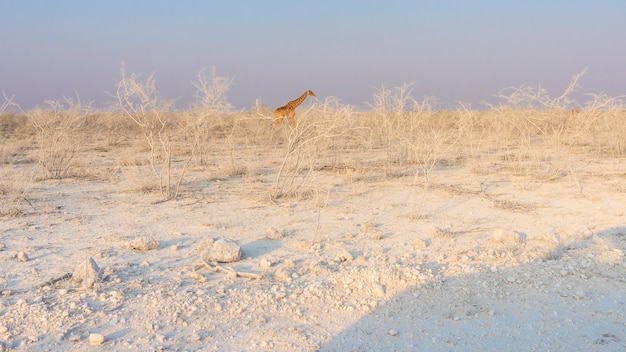 Girafa caminhando pela paisagem branca no parque nacional etosha, na namíbia, áfrica.