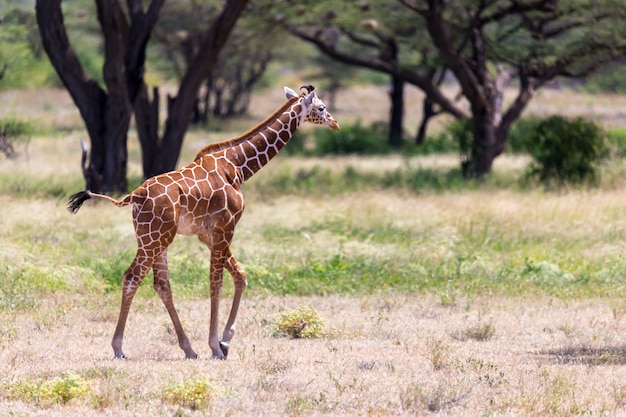 Girafa caminhando pela savana entre as plantas