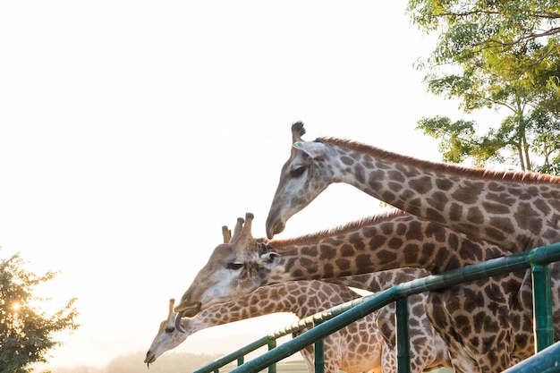 Girafa, com, um, pescoço longo, comer, árvore, folheia, em, pôr do sol