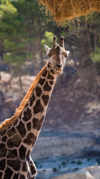 Foto girafa comendo palha pendurada