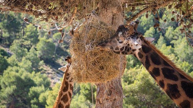 Girafa comendo palha pendurada