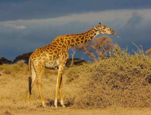 Girafa comendo um arbusto na savana à noite. Céu azul escuro ao fundo. Nacional de Amboseli