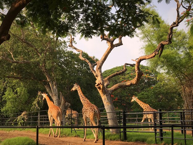 Foto girafa contra árvores