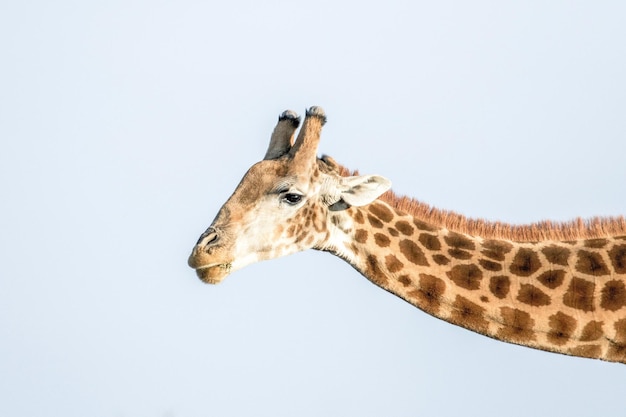 Foto girafa contra o céu limpo