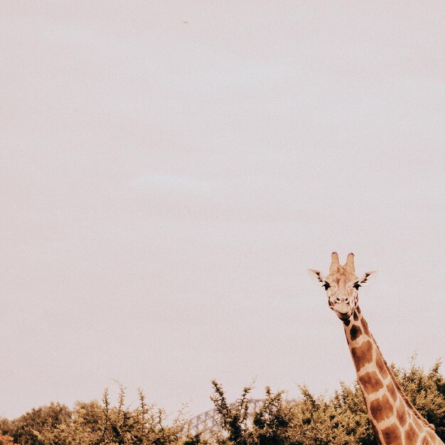 Foto girafa contra o céu limpo