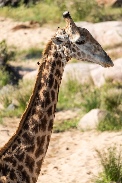 Girafa da África do Sul Giraffa giraffa