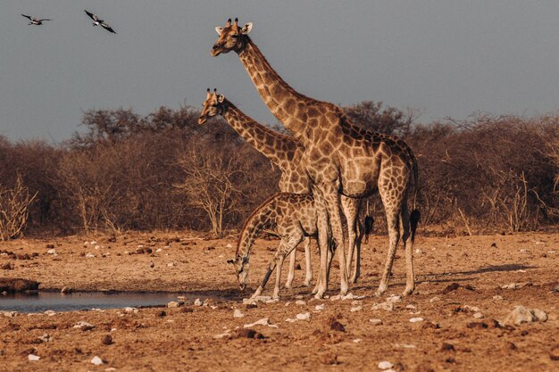 Foto girafa de pé à beira do lago