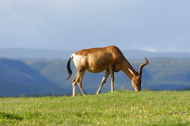 Girafa de pé no campo contra o céu