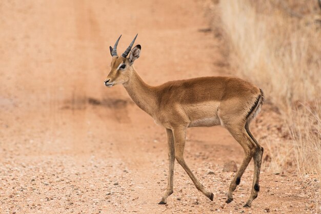 Foto girafa de pé no campo