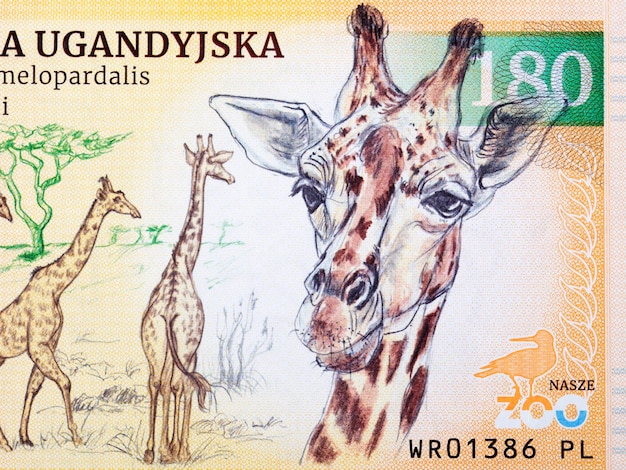 Girafa de Uganda, um retrato de dinheiro