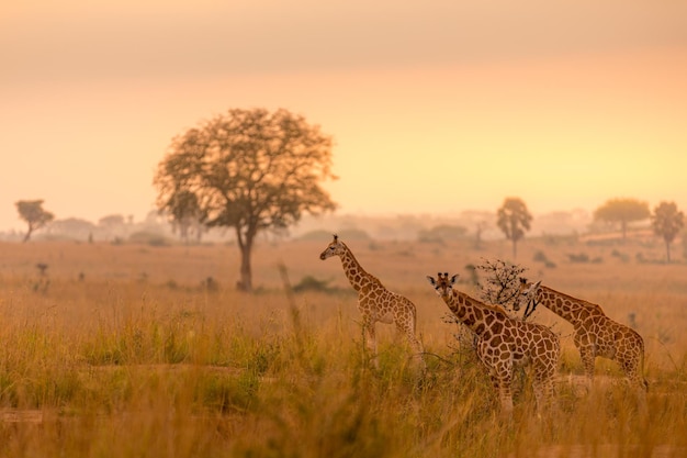 Girafa de uma torre Rothschild (Giraffa camelopardalis rothschildi), Murchison Falls, Uganda.