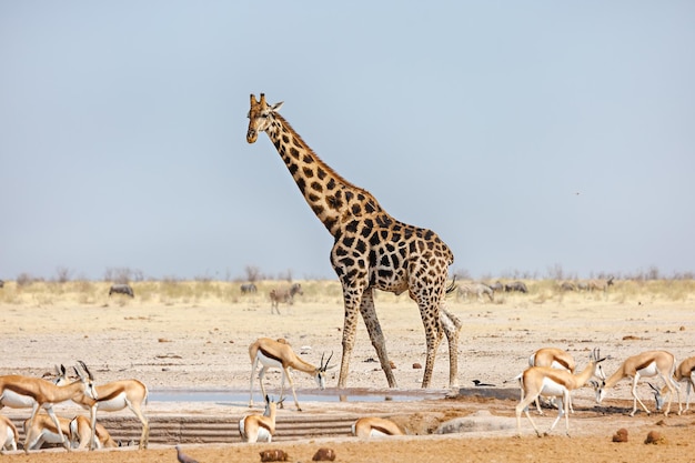 Girafa e gazela em um bebedouro no Parque Nacional Etosha, Namíbia, África