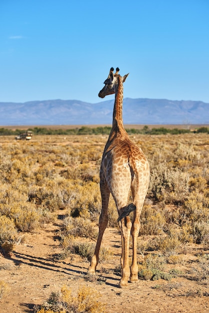 Girafa elegante na savana da áfrica do sul a conservação da vida selvagem é importante para todos os animais que vivem na natureza animal livre andando em uma floresta em um safári contra um céu azul claro