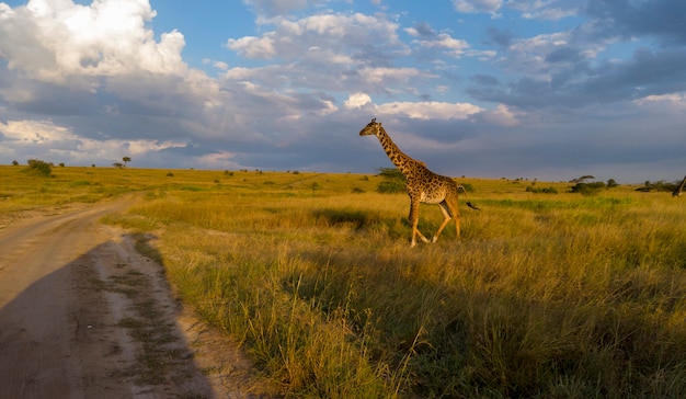 Foto girafa em serengeti