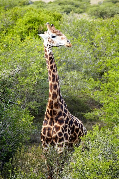 Foto girafa em um campo