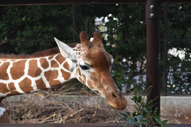 Girafa em um zoológico