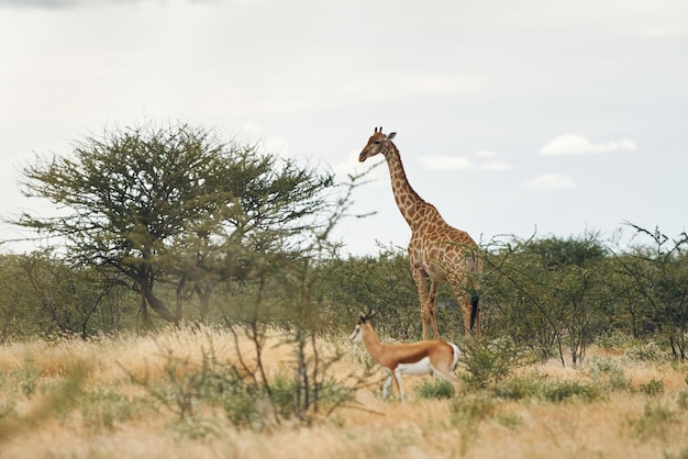 Girafa está ao ar livre na vida selvagem na África