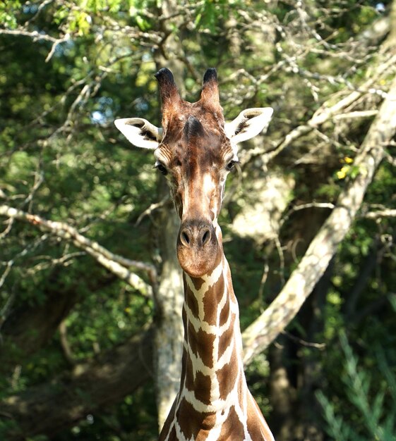 La girafa está en camino.