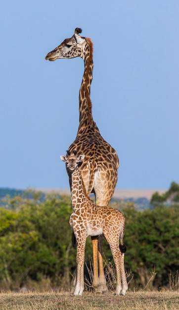 Girafa fêmea com um bebê na savana