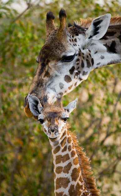 Girafa fêmea com um bebê na savana.