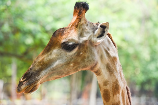 Girafa, frente, e, engraçado, ligado, natureza verde, árvore, em, parque nacional