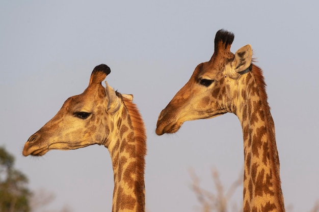 Girafa (Giraffa camelopardalis) Kruger, República da África do Sul