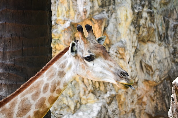 Foto girafa (giraffa camelopardalis)