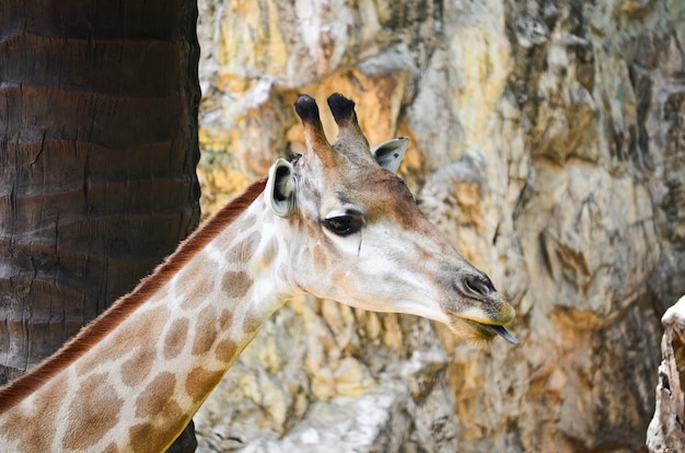 Girafa (giraffa camelopardalis)