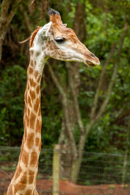 Girafa - Giraffa camelopardalis