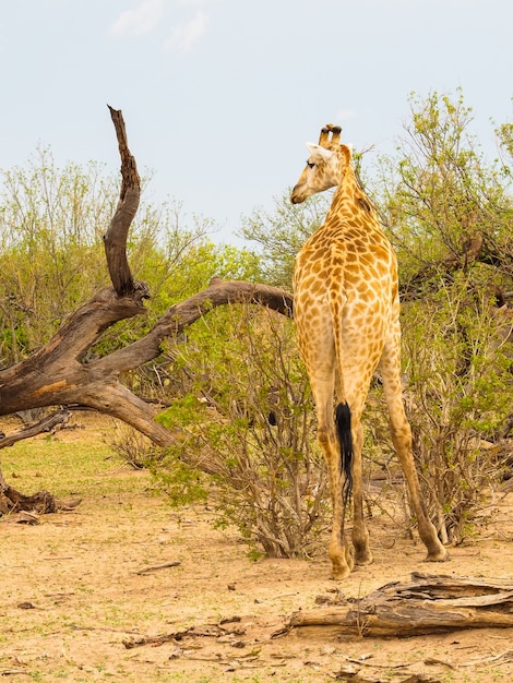 Girafa, gire a cabeça esquerda, em, savanna africano, habitat, com, oxpecker, Chobe, parque nacional