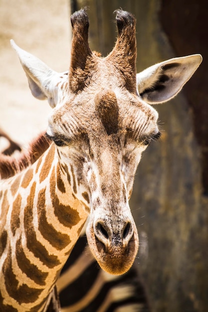 girafa linda engraçada em um parque zoológico