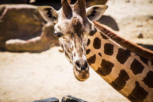 girafa, linda girafa em um parque zoológico