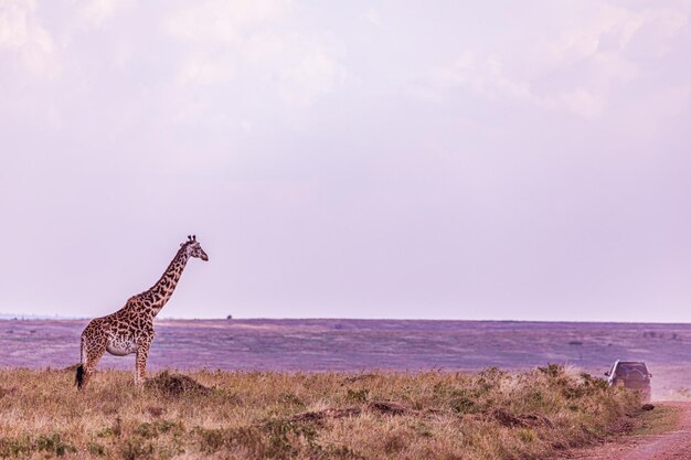 Foto girafa maasai animais selvagens mamíferos savana planície de pastagem parque nacional de reserva de caça maasai mara nar