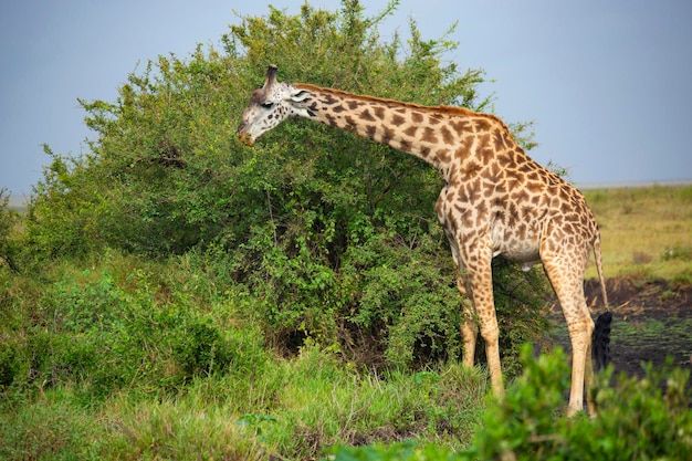 Girafa macho comendo acácia ao lado da estrada perto do Parque Nacional Serengeti, na Tanzânia. safári africano