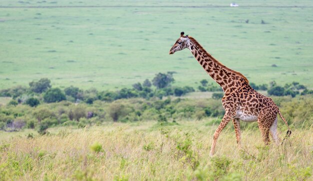 Girafa masai na savana queniana em um prado