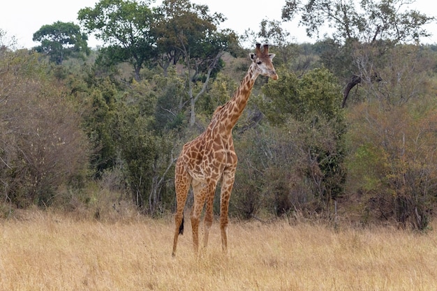 Girafa Masai perto da orla da floresta Masai Mara Quênia