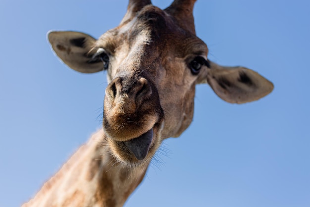 Girafa mostrando a língua isolada no azul