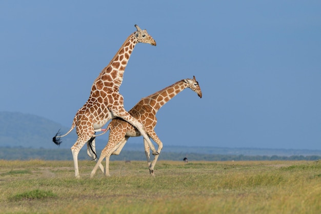 Foto girafa na natureza selvagem da áfrica oriental