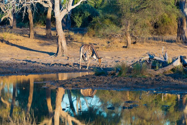 Foto girafa na natureza