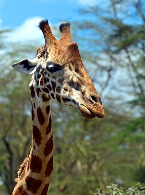 Girafa na savana africana em seu habitat natural