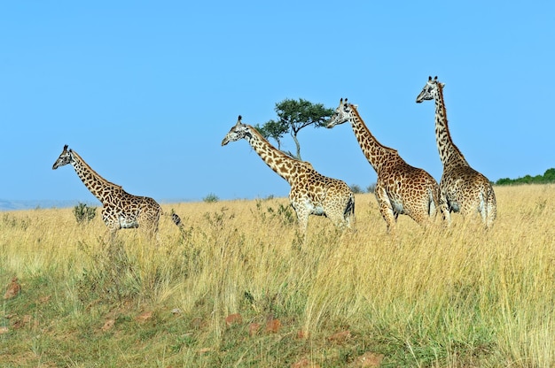 Girafa na savana do parque nacional masai mara