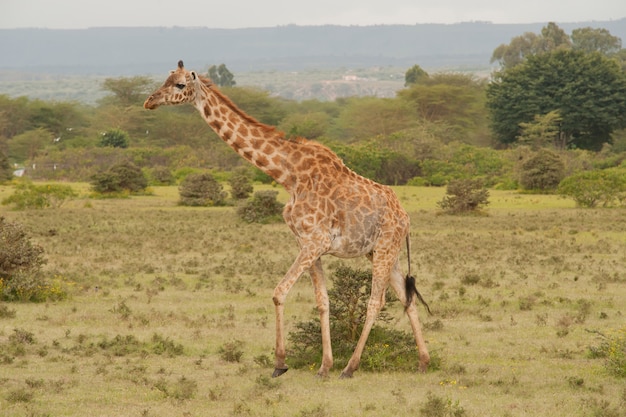 Girafa na savana