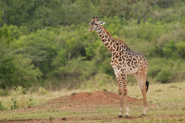 Girafa na savana