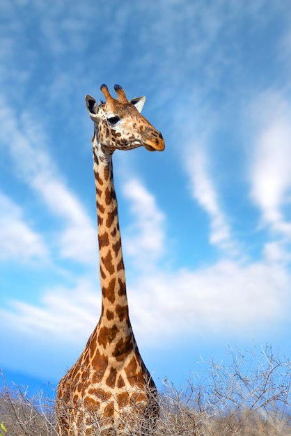 Girafa no parque nacional do quênia, áfrica