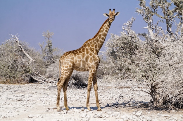 Foto girafa no parque nacional etosha, namíbia