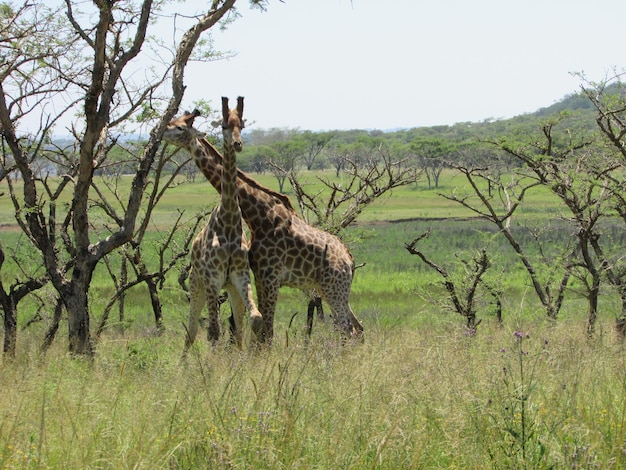 Foto girafa no parque